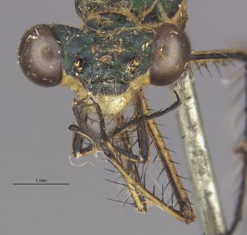 Media type: image;   Entomology 12143 Aspect: head frontal view
